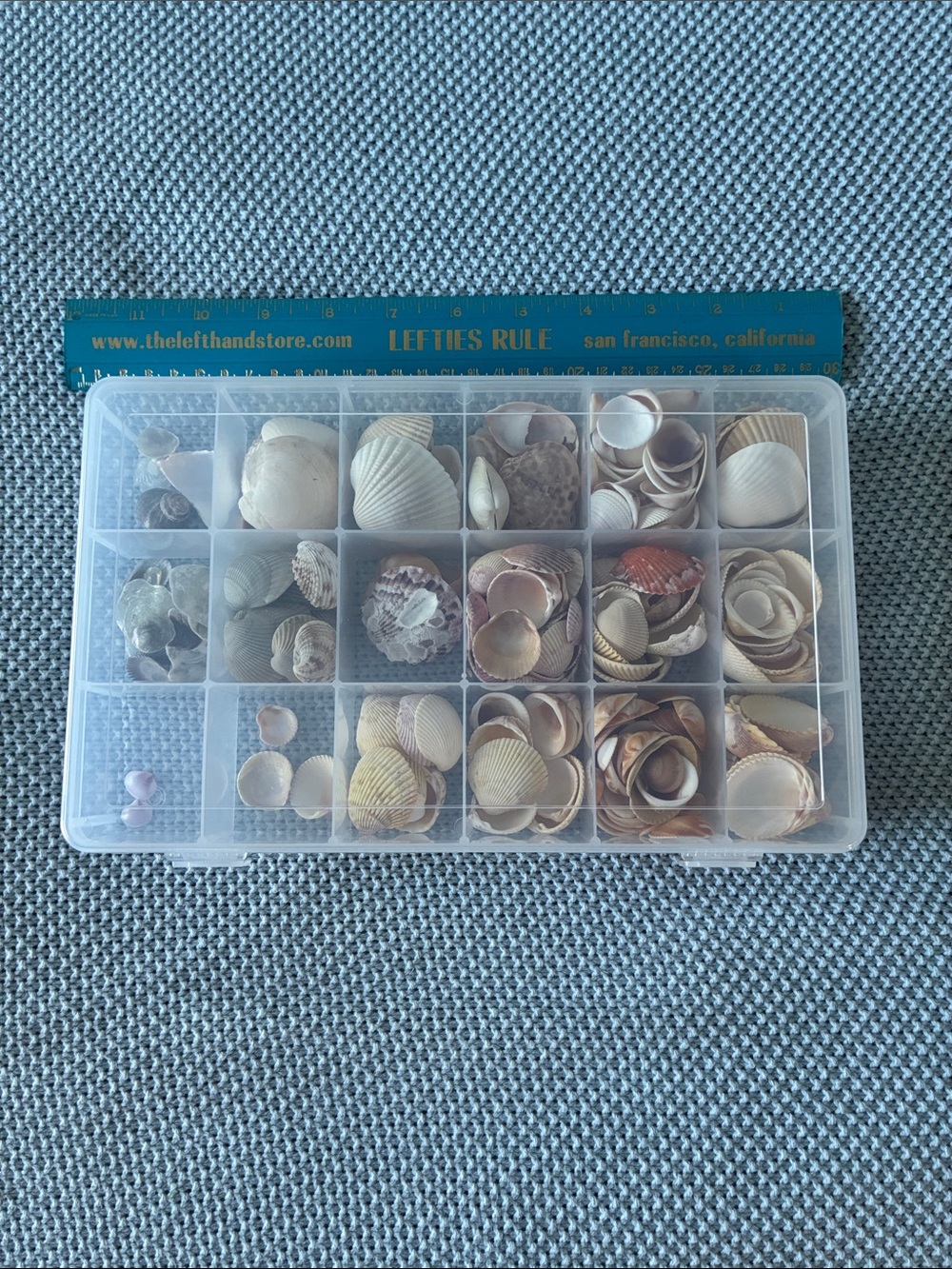 Clear Plastic Organizer with Sea Shells